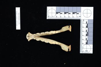 Media type: image;   Mammalogy BANGS-1178 Description: Image of skeleton specimen - dorsal view. dorsal view of mandible.;